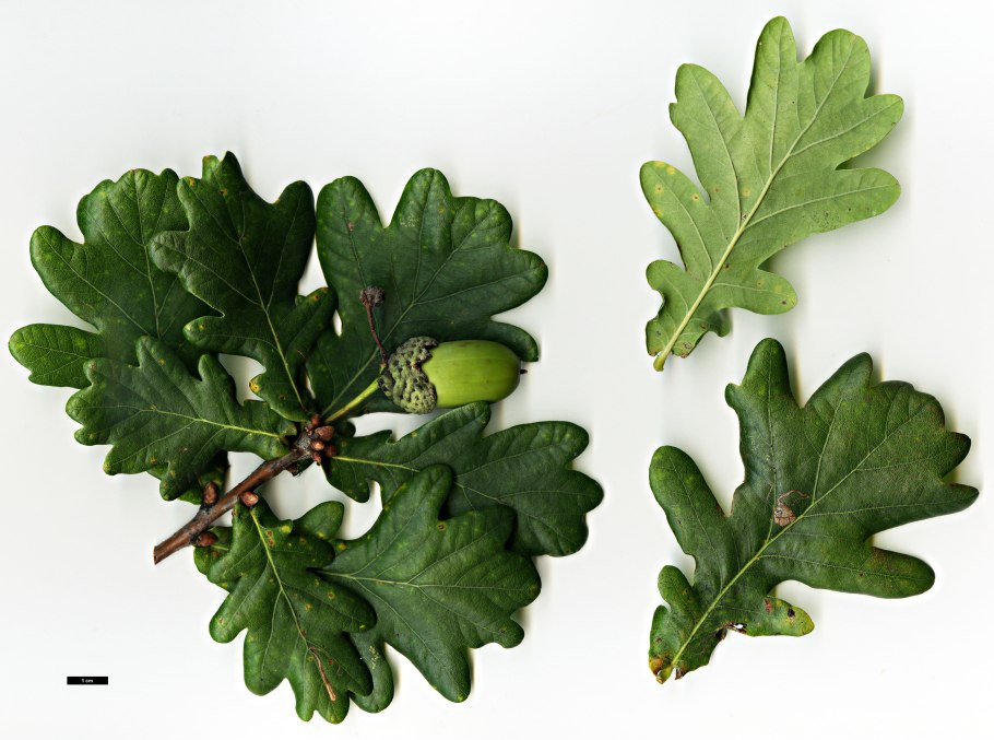 Дуб черешчатый (Quercus Robur)