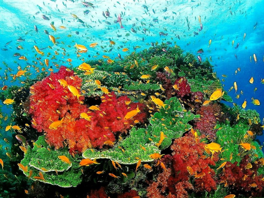 Коралловые рифы красного моря