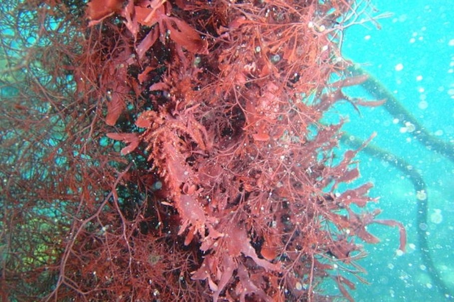 Коралловые полипы красный коралл