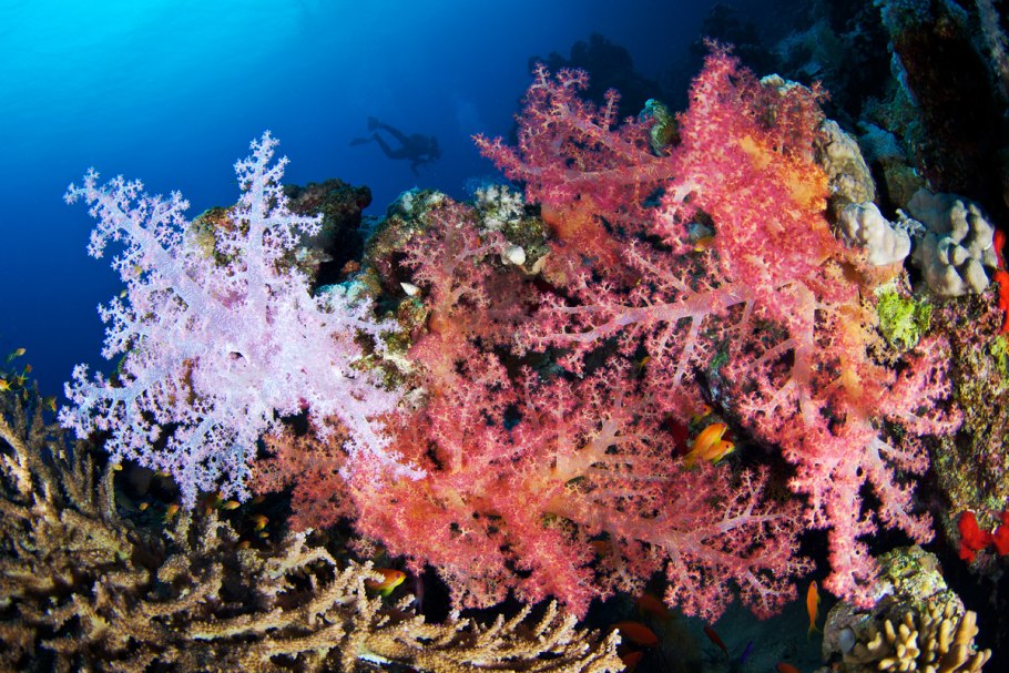 Коралловые полипы красный коралл