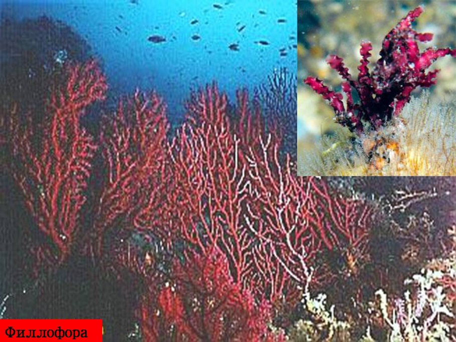 Каппа каррагинан