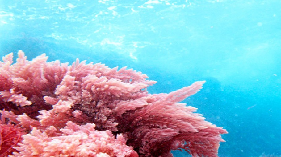 Грациллярия водоросль