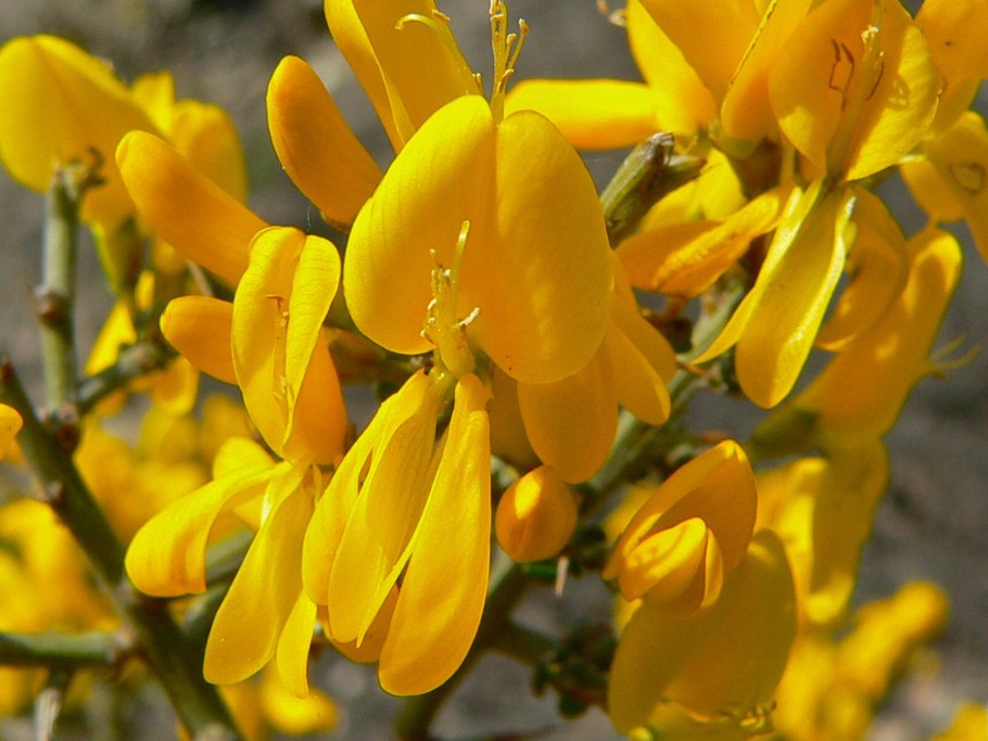Дрок красильный (Genista tinctoria)