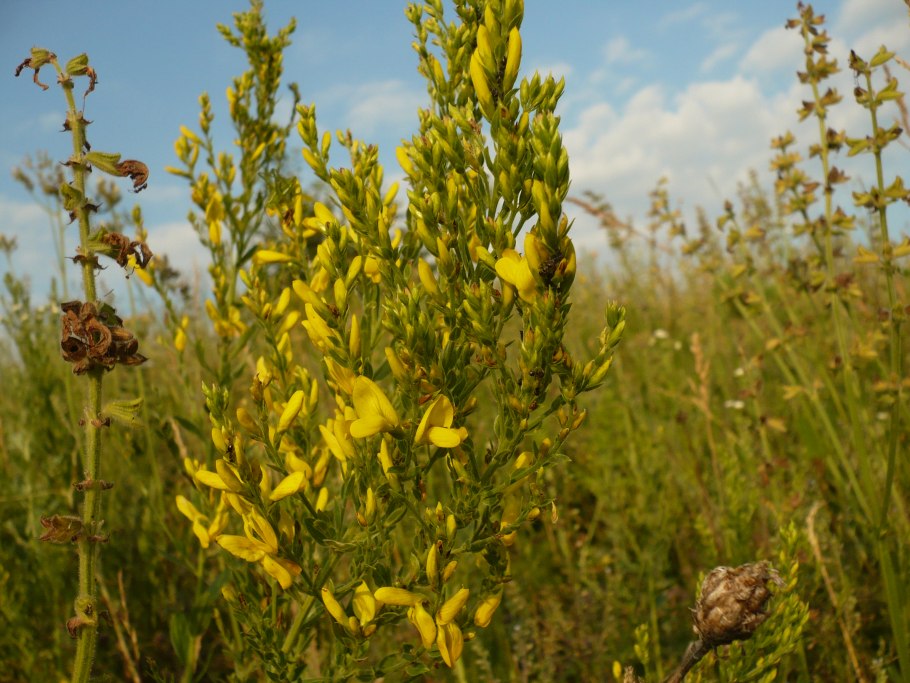 Genista tinctoria l.Fabaceae