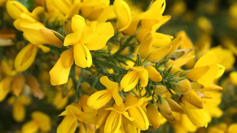 Утесник Европейский – Ulex europaeus