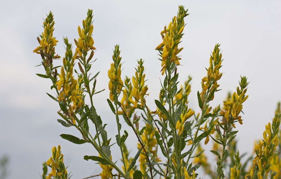 Cytisus scoparius