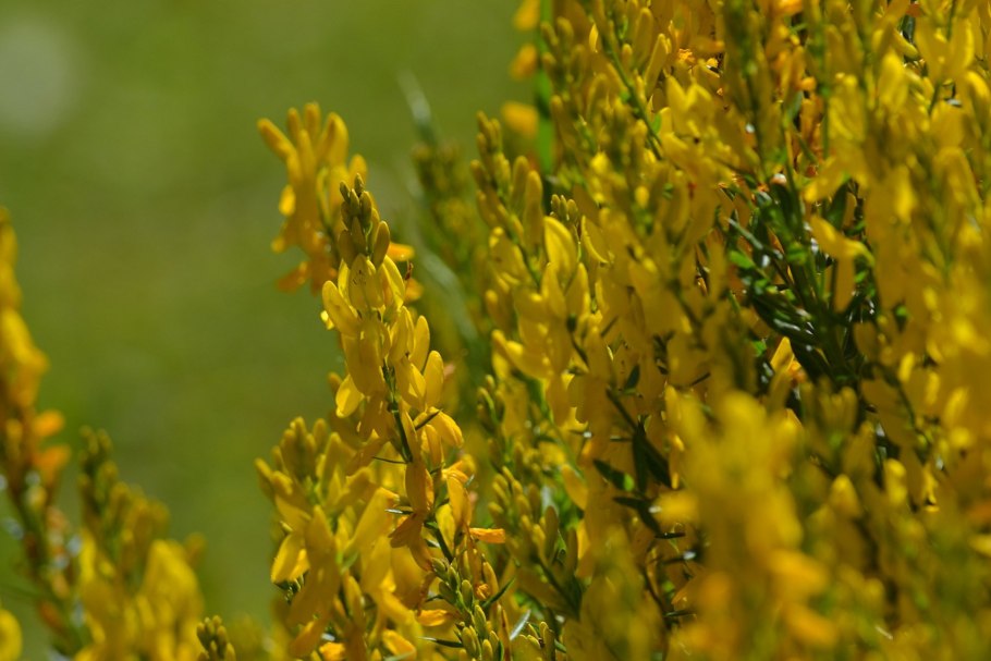 Genista Scorpius