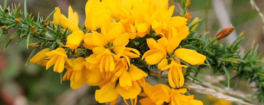 Дрок красильный (Genista tinctoria)