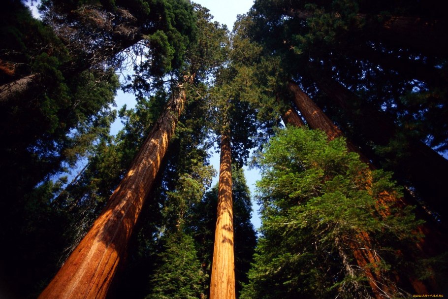 Красный кедр в Ванкувере