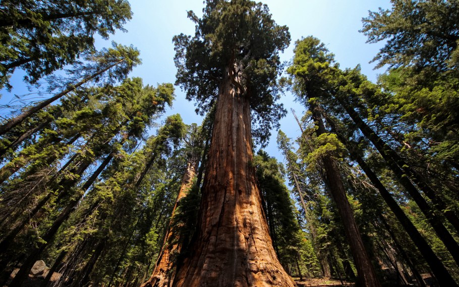 Секвойя вечнозелёная Sequoia sempervirens