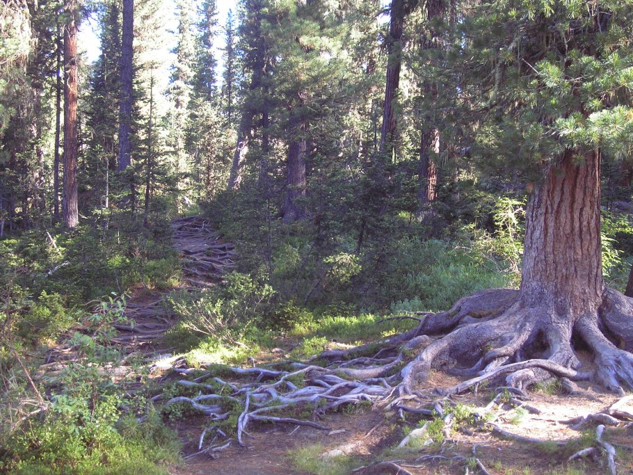 Лес секвойи в Калифорнии