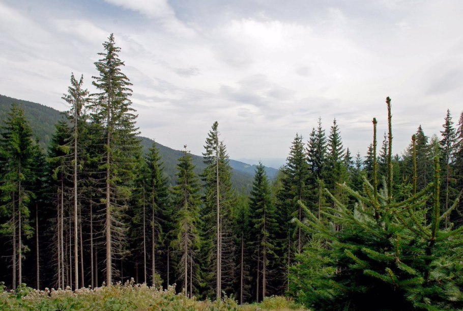 Национальный парк Секвойя Калифорния США