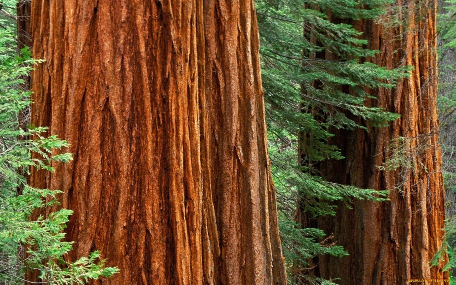 Национальный парк «Секвойя», штат Калифорния, США