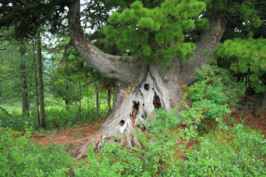 Алтайский дуб дерево