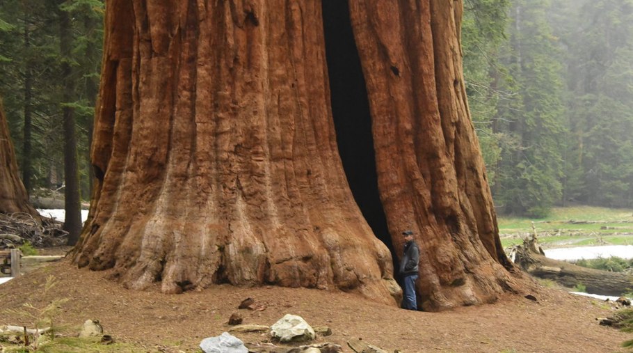 Североамериканская Секвойя