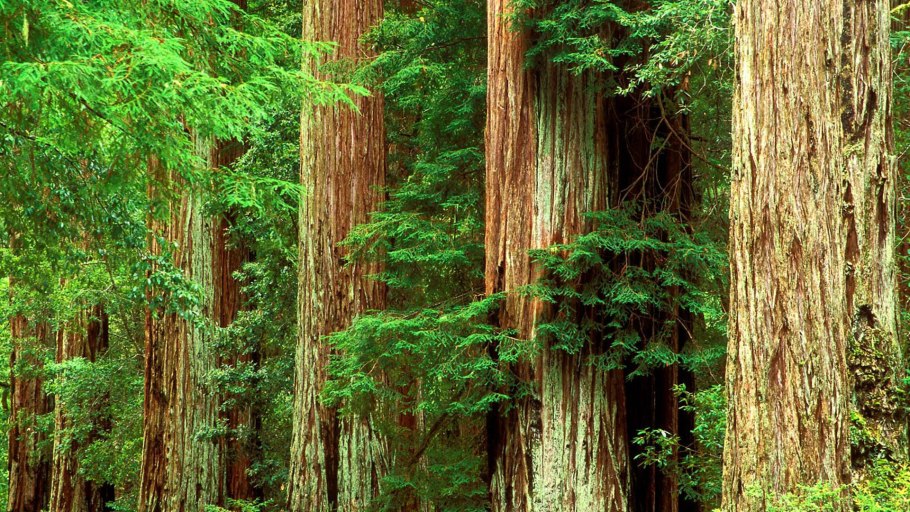 Национальный парк Редвуд Калифорния