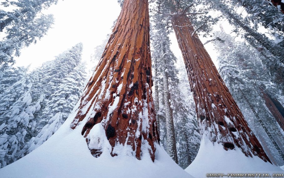 Лес с секвойями в США