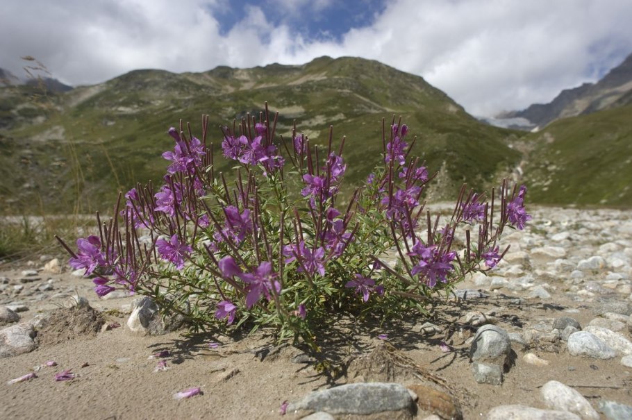 Chamaenerion Colchicum
