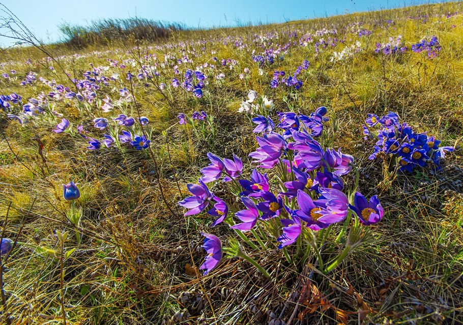 Прострел растение Хакасии