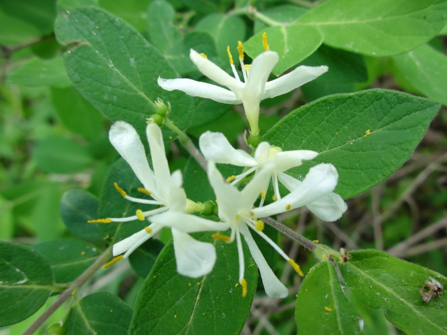 Жимолость обыкновенная - Lonicera xylosteum l.
