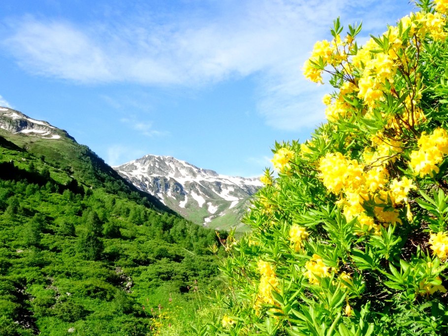 Лечебные травы КЧР