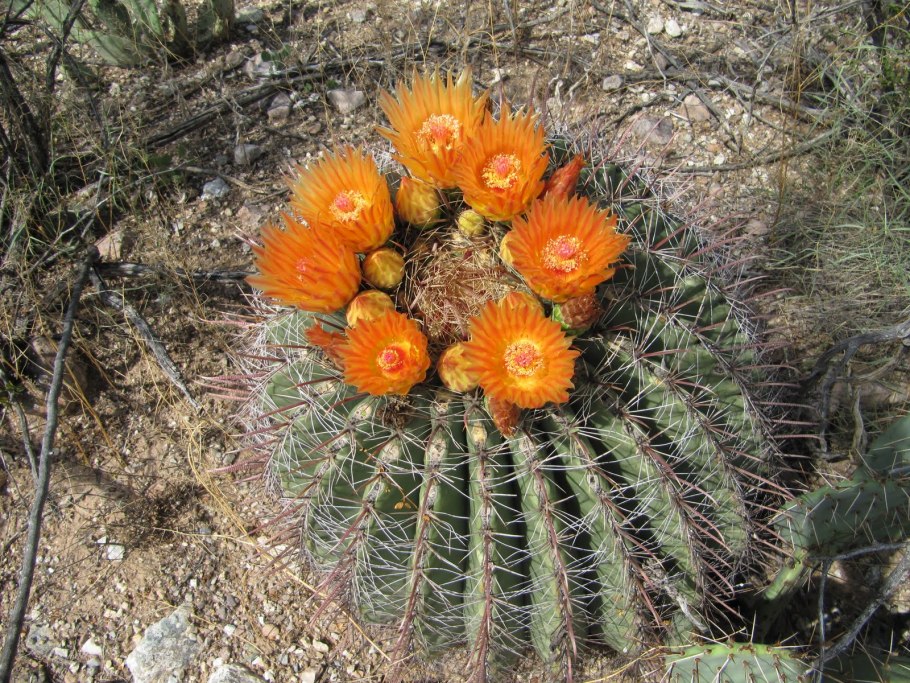 Лекарственные травы горного Алтая