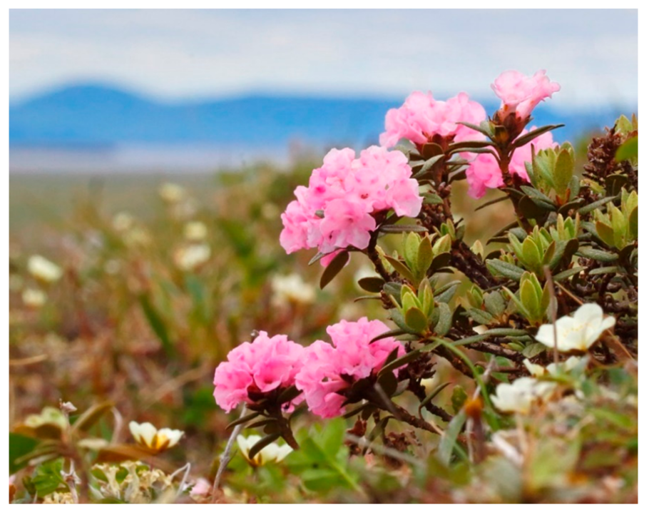 Водосбор Олимпийский цветок