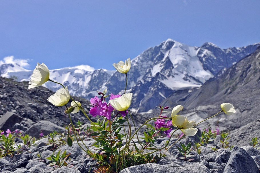Полярный Мак в Арктике