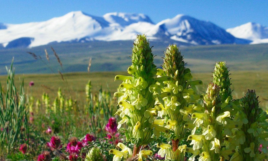 Красная Поляна Сочи Люпин