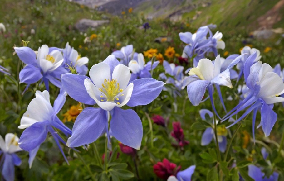 Кактус компас