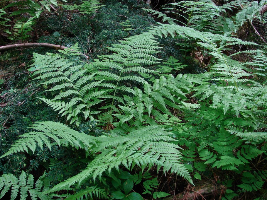 Папоротник Athyrium filix-Femina