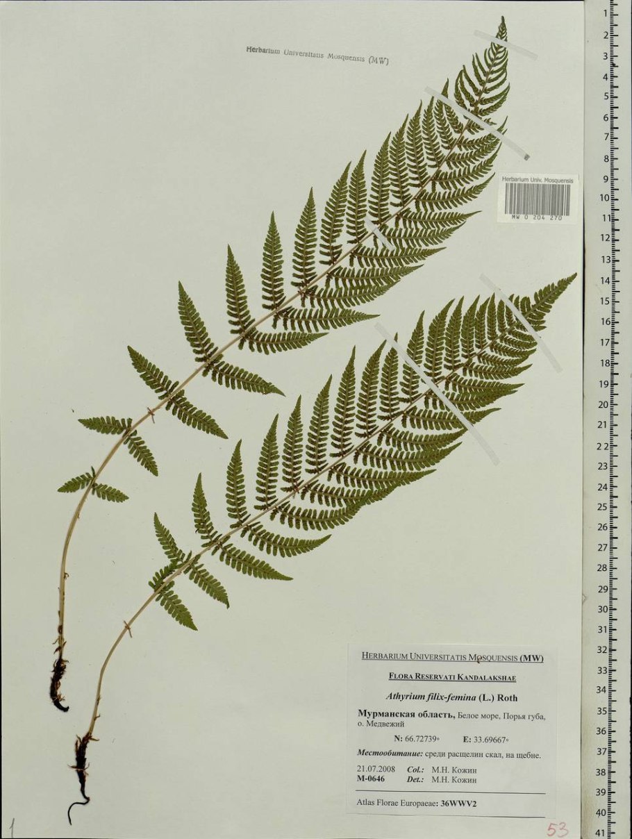 Athyrium filix Femina Rotstiel