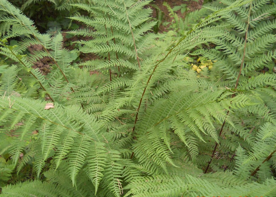 Папоротник Athyrium
