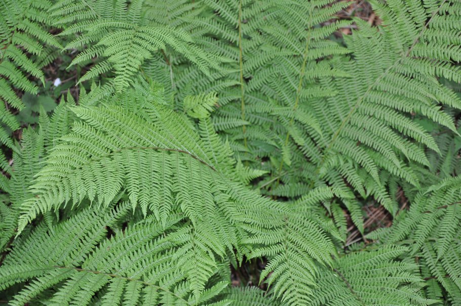 Athyrium niponicum
