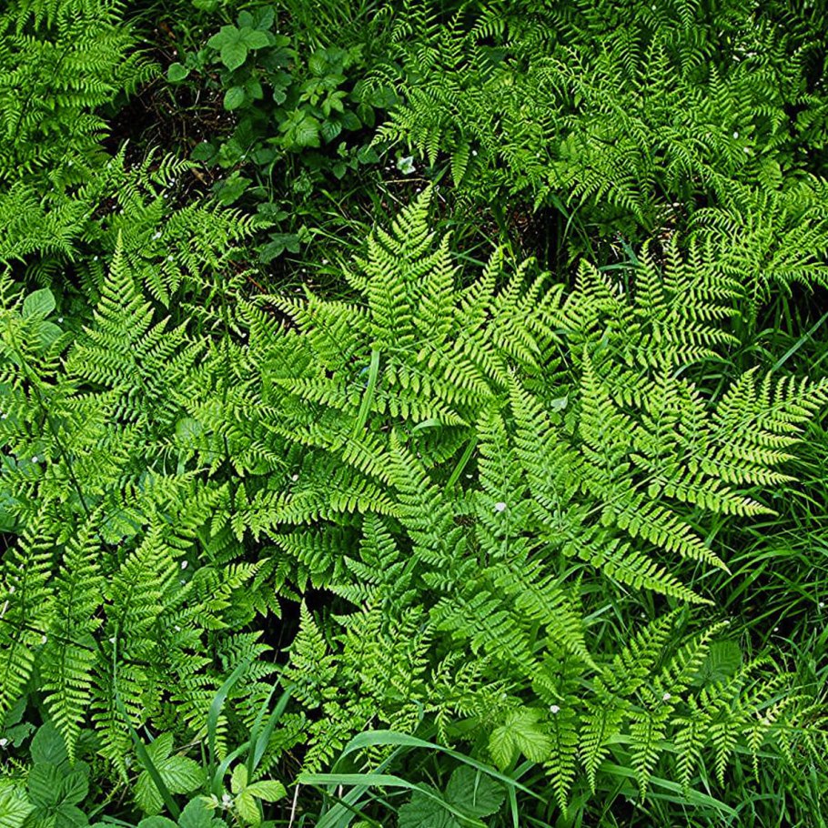Папоротник Athyrium filix-Femina