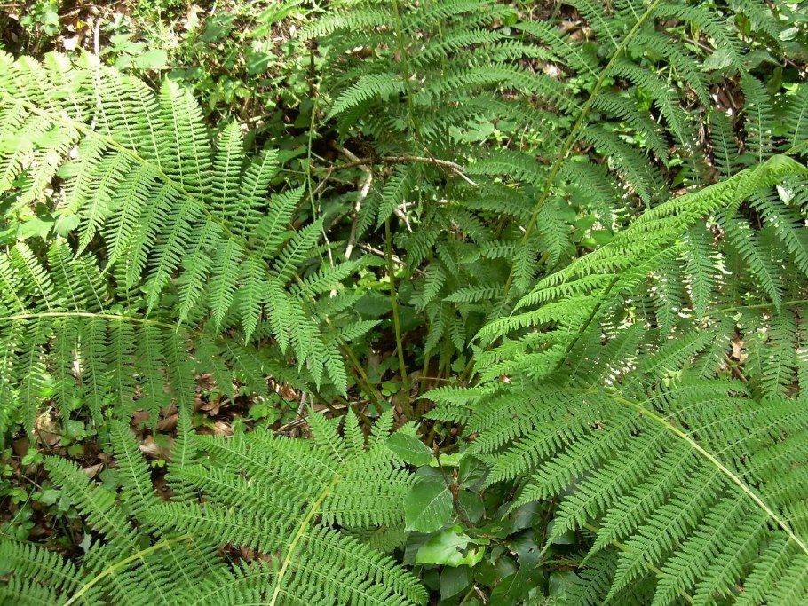 Щитовник Валлиха