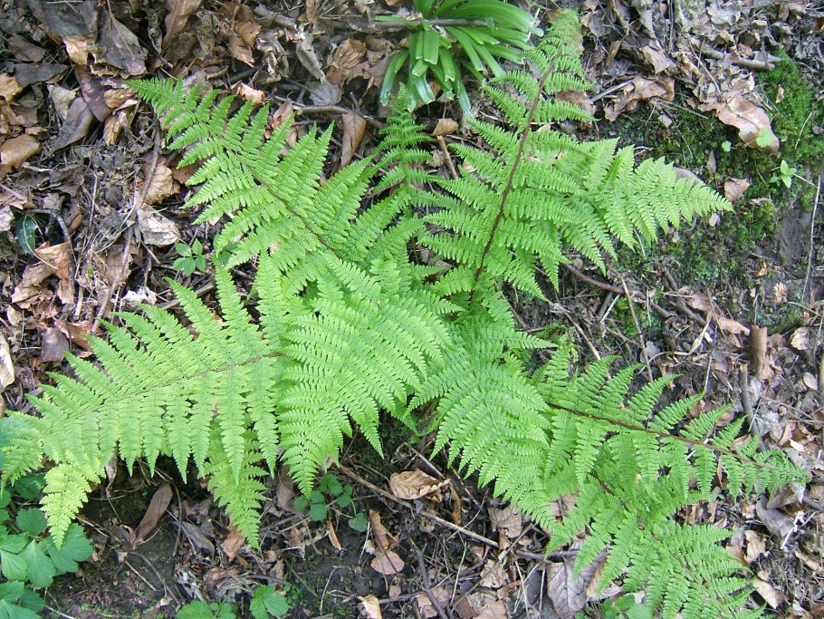 Папоротник dryopteris cordata