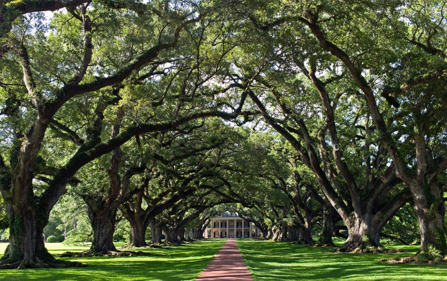 Дуб черешчатый