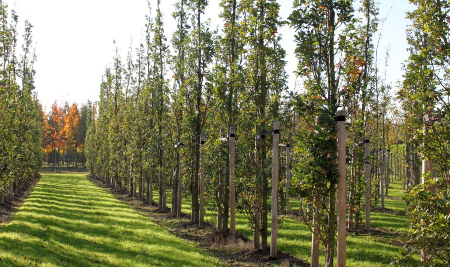 Дуб черешчатый крона