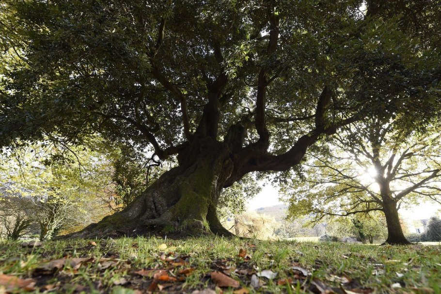 Дуб черешчатый Селиваново