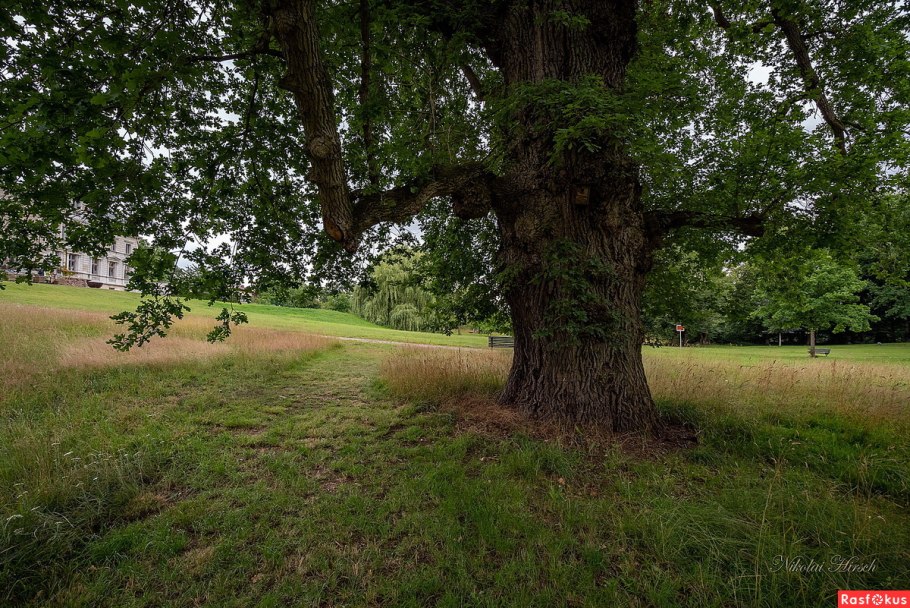 Диканька Кочубеевские дубы