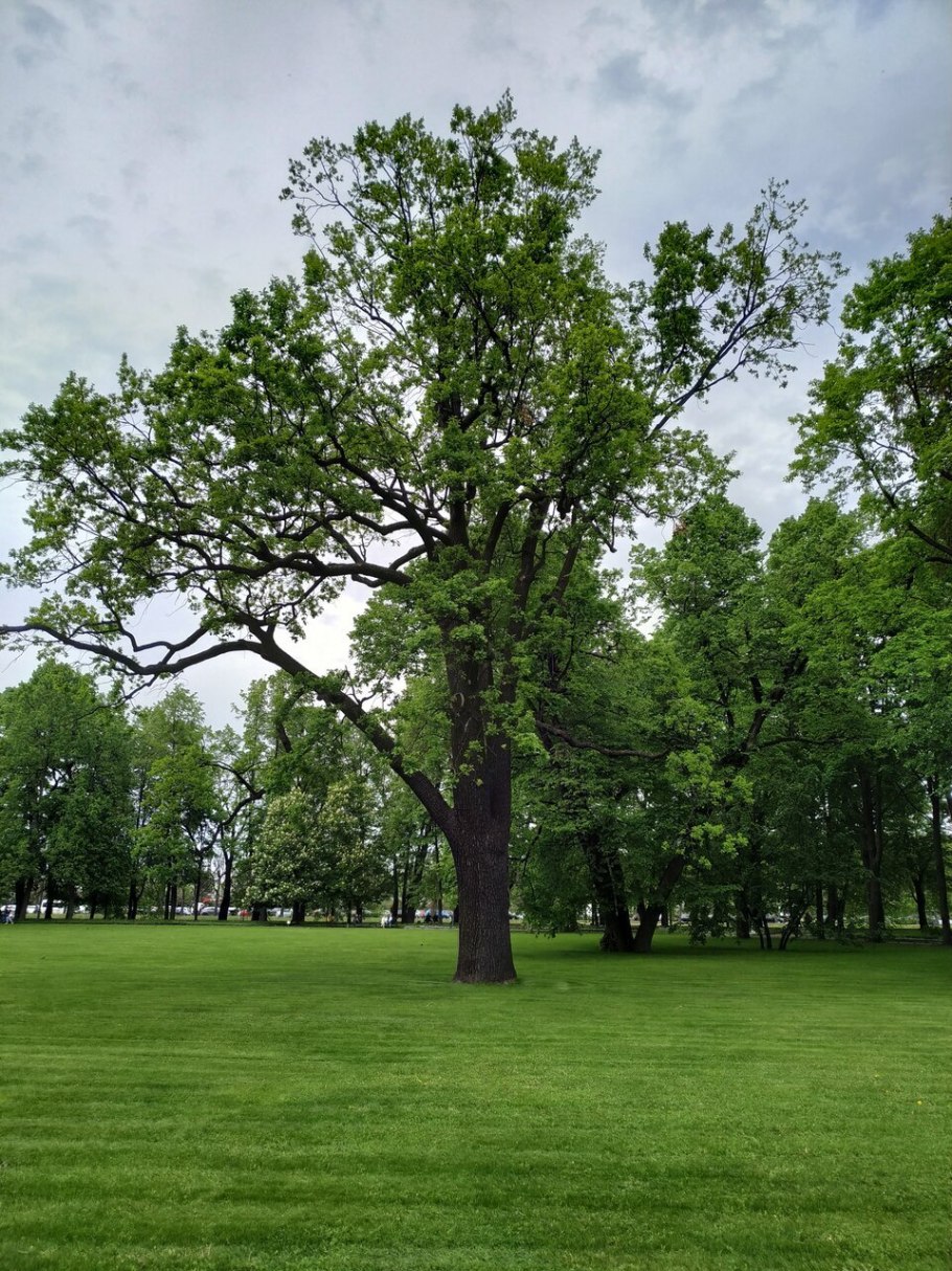 Дуб черешчатый ярус