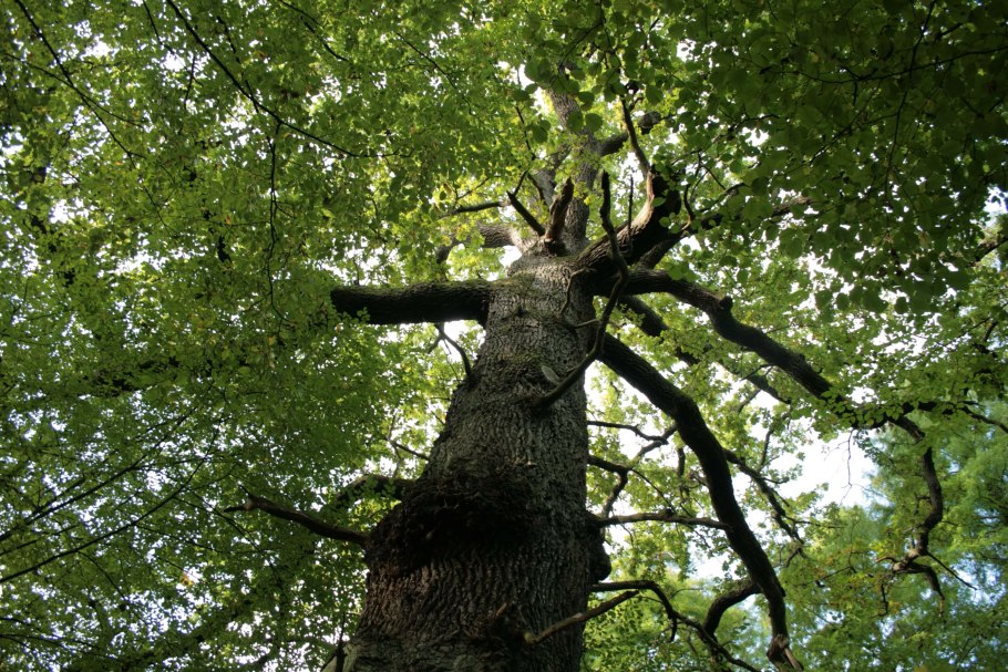 Дуб черешчатый Фастигиата костер