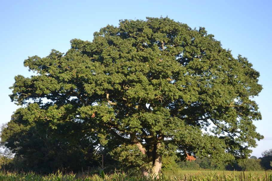 Дерево дуб Ракоци в Словакии