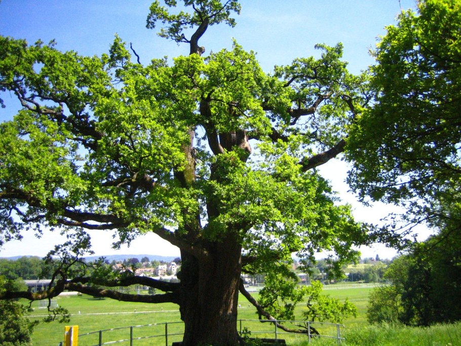 Дуб черешчатый (Quercus Robur)