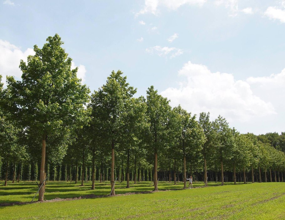 Дуб которому 300 лет