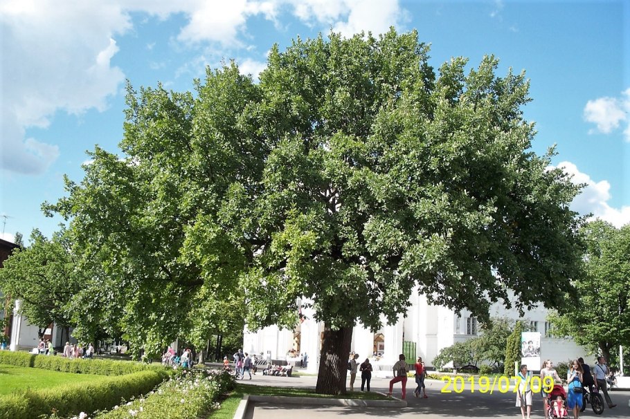 Дуб черешчатый дуб