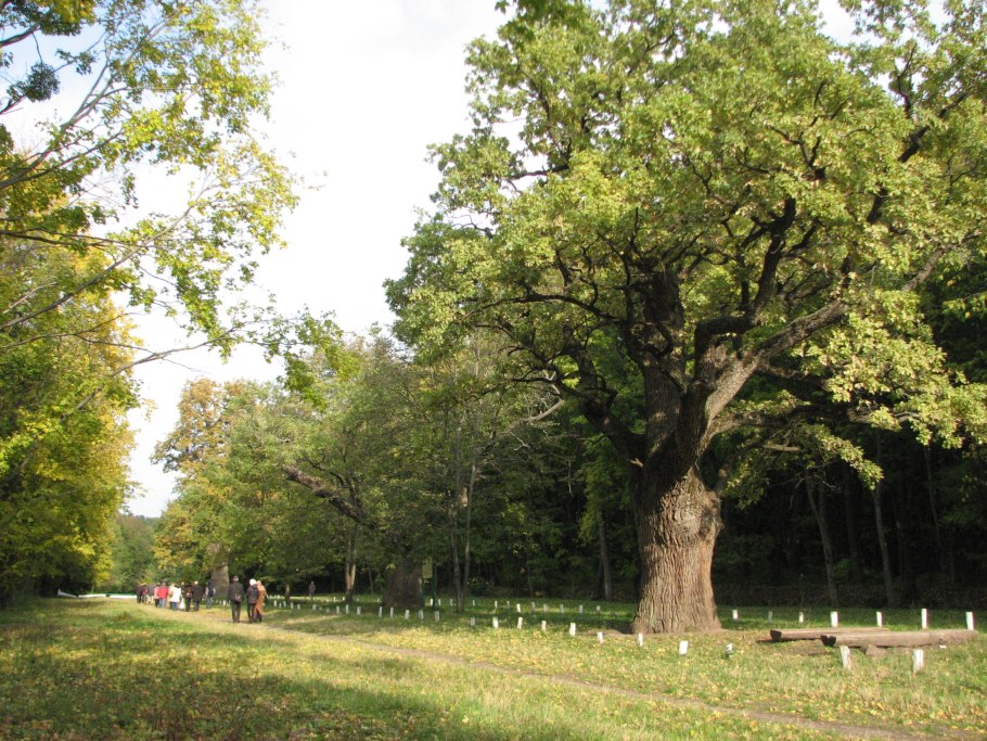 Дуб черешчатый в лесу