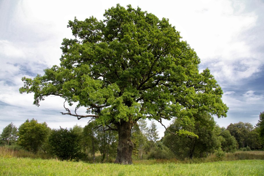 Парк Кузьминки дуб черешчатый