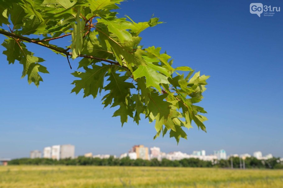 Североамериканский дуб